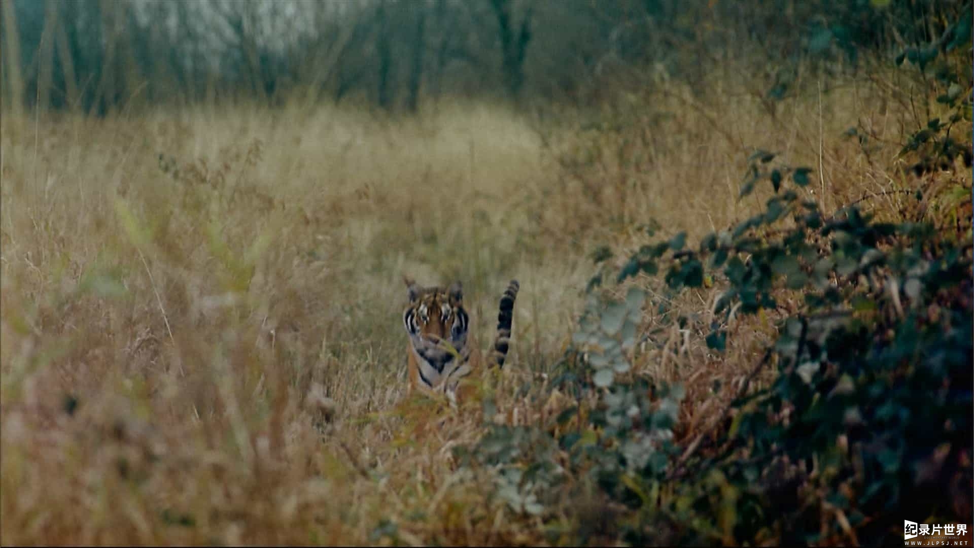 IMAX纪录片/动物保护《印度-老虎王国 India: Kingdom of the Tiger 2002》全1集