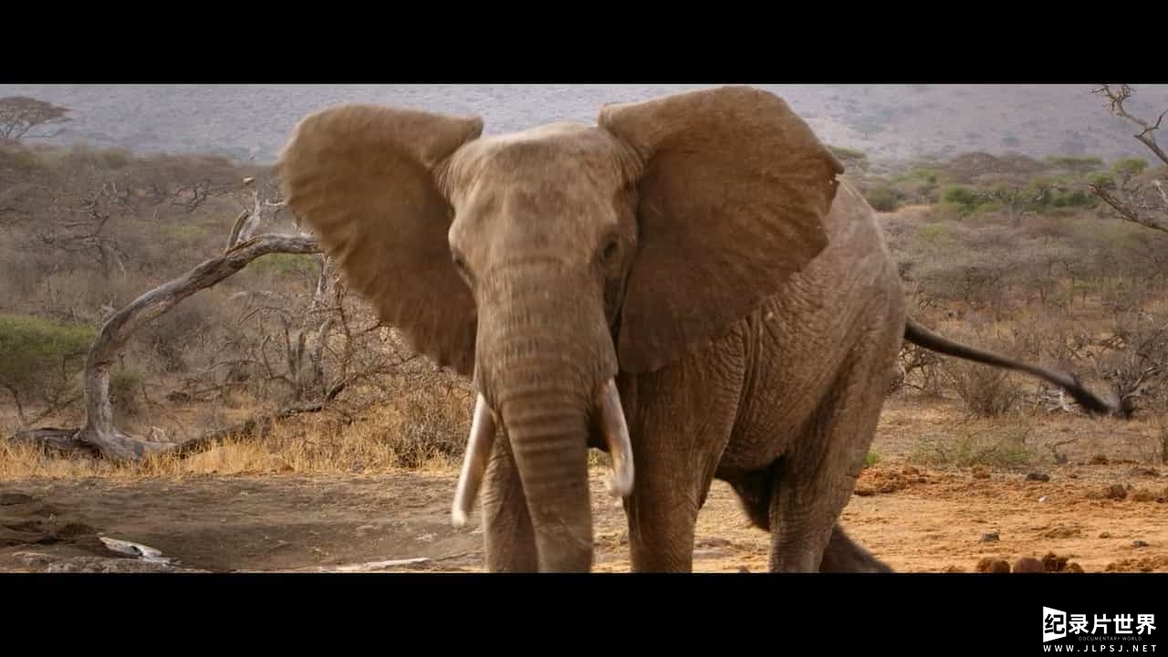 Netflix纪录片/动物保护《奥地利:象牙之战 The Ivory Game 2016》全1集