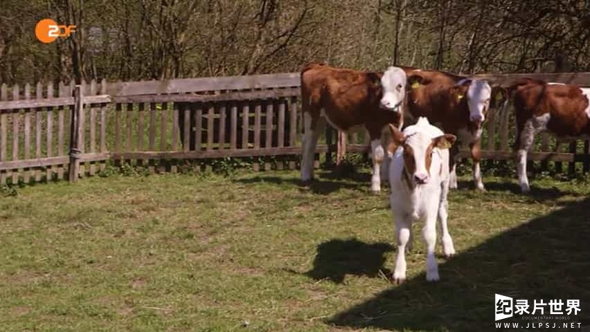 德国ZDF纪录片《我们的牛奶有多棒？Wie gut ist unsere Milch? 2015》全1集