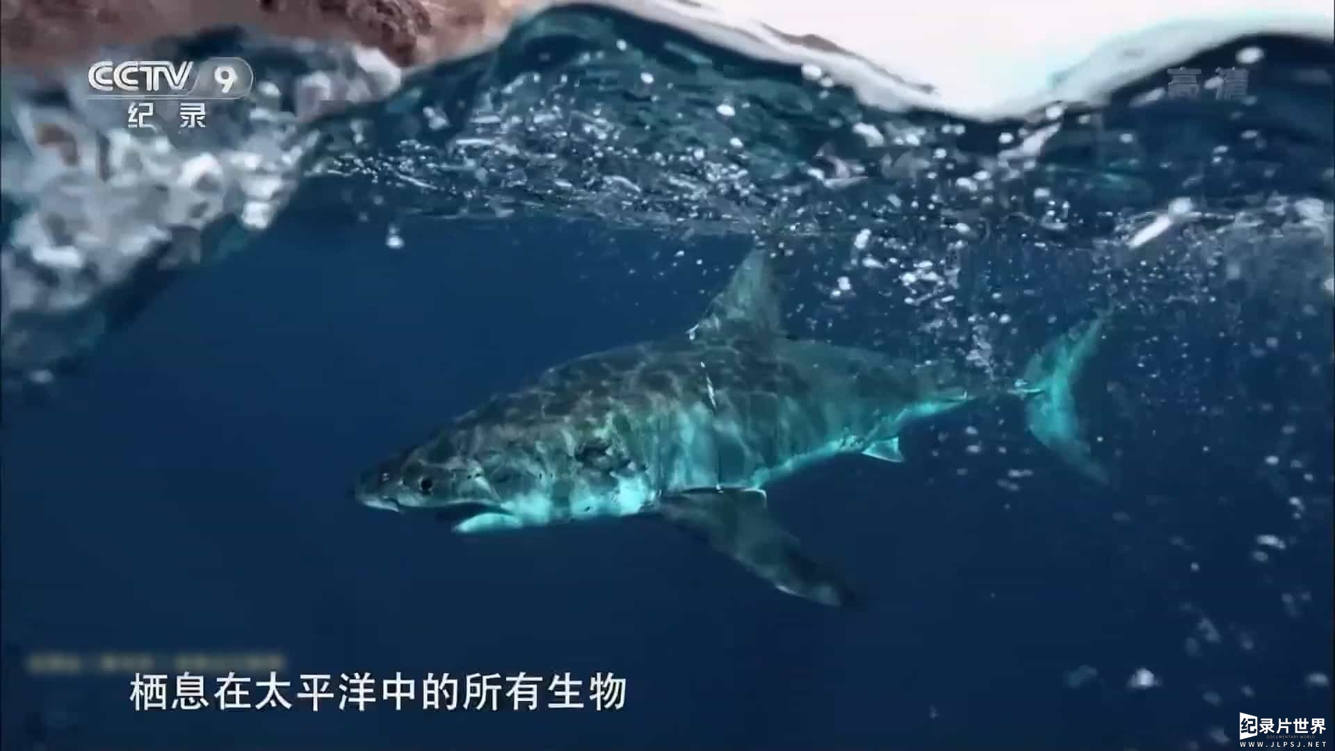 央视改版/PBS纪录片/ZDF纪录片《大太平洋 Big Pacific 2017》全5集