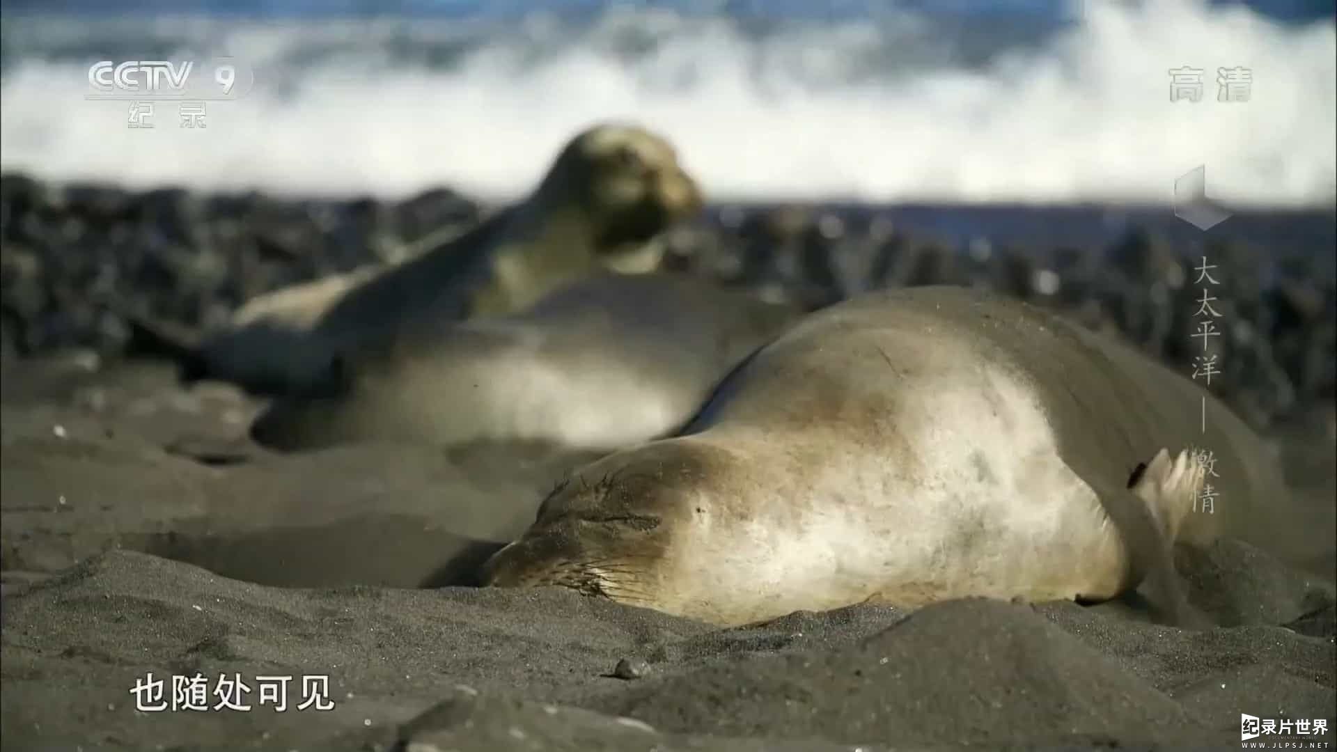 央视改版/PBS纪录片/ZDF纪录片《大太平洋 Big Pacific 2017》全5集