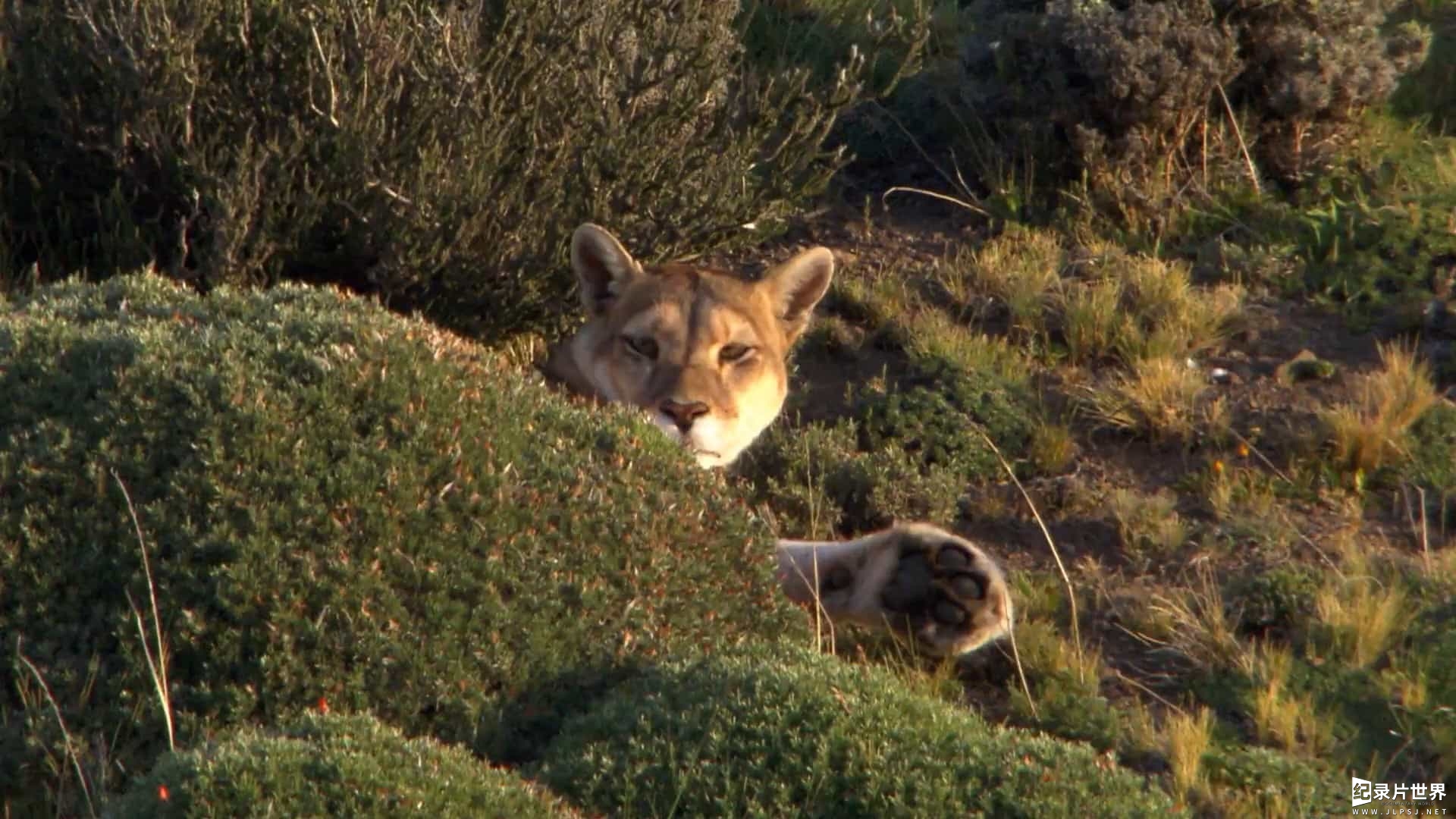 ZDF纪录片《美洲狮 Puma 2012》全1集