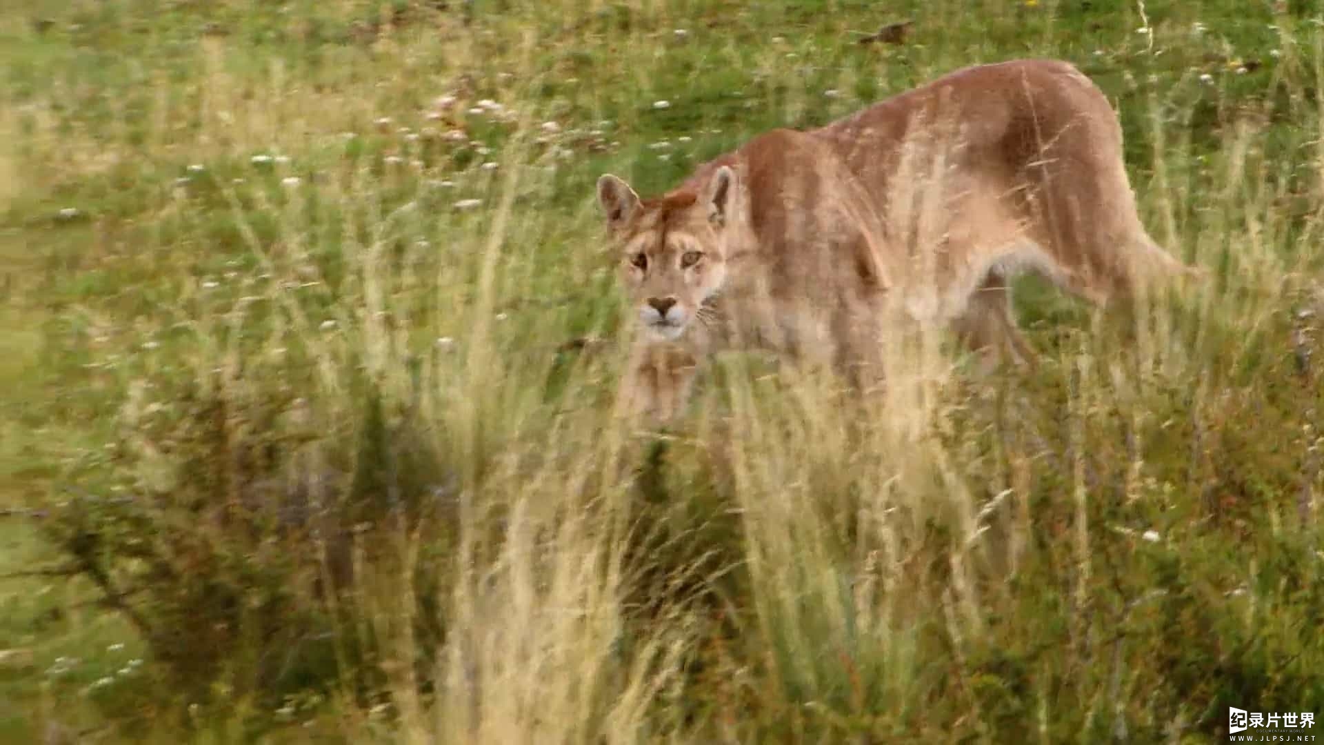 ZDF纪录片《美洲狮 Puma 2012》全1集