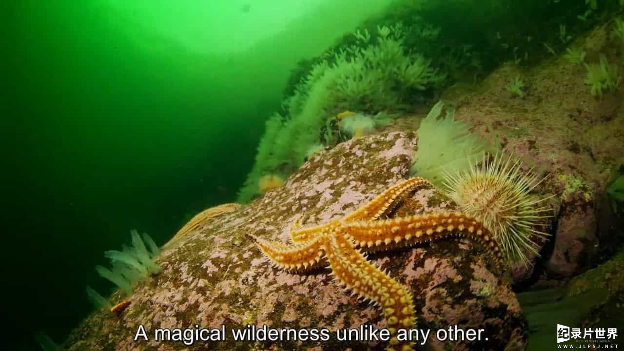 ZDF纪录片《挪威峡湾：极地之夜深海深处的生命/微光中的生命 The Norwegian Fjords 2018》全1集