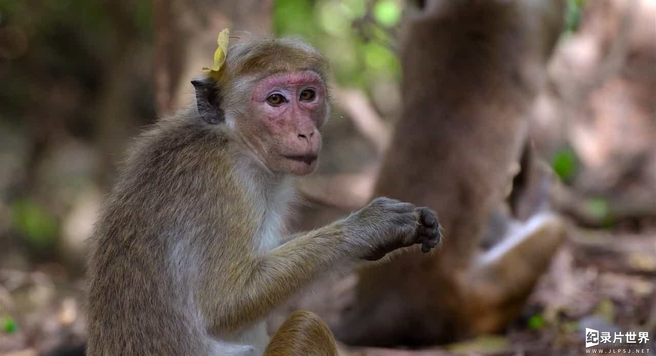 迪士尼纪录片/小猴子生存的故事《猴子王国 Monkey Kingdom》国英双语中英双字 高码收藏版