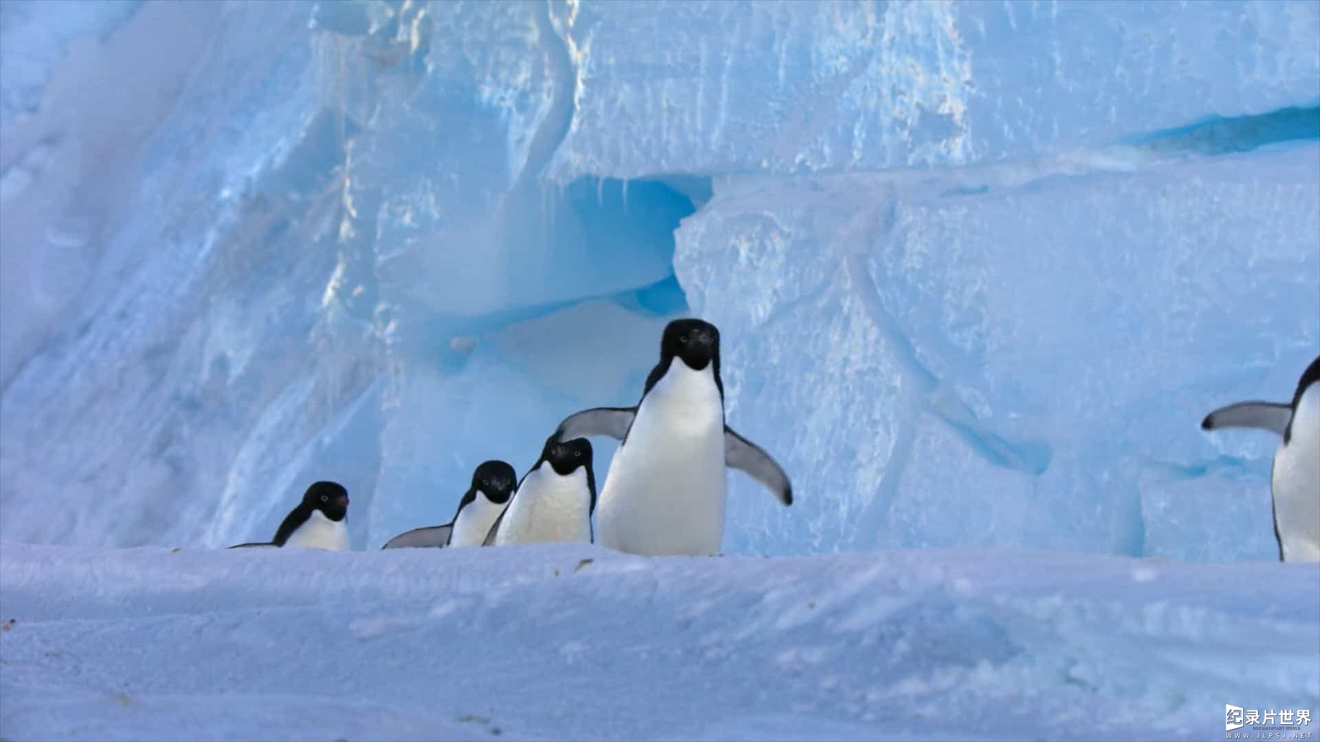 迪斯尼纪录片《企鹅/企鹅小萌萌 Penguins (2019)》英语中字 1