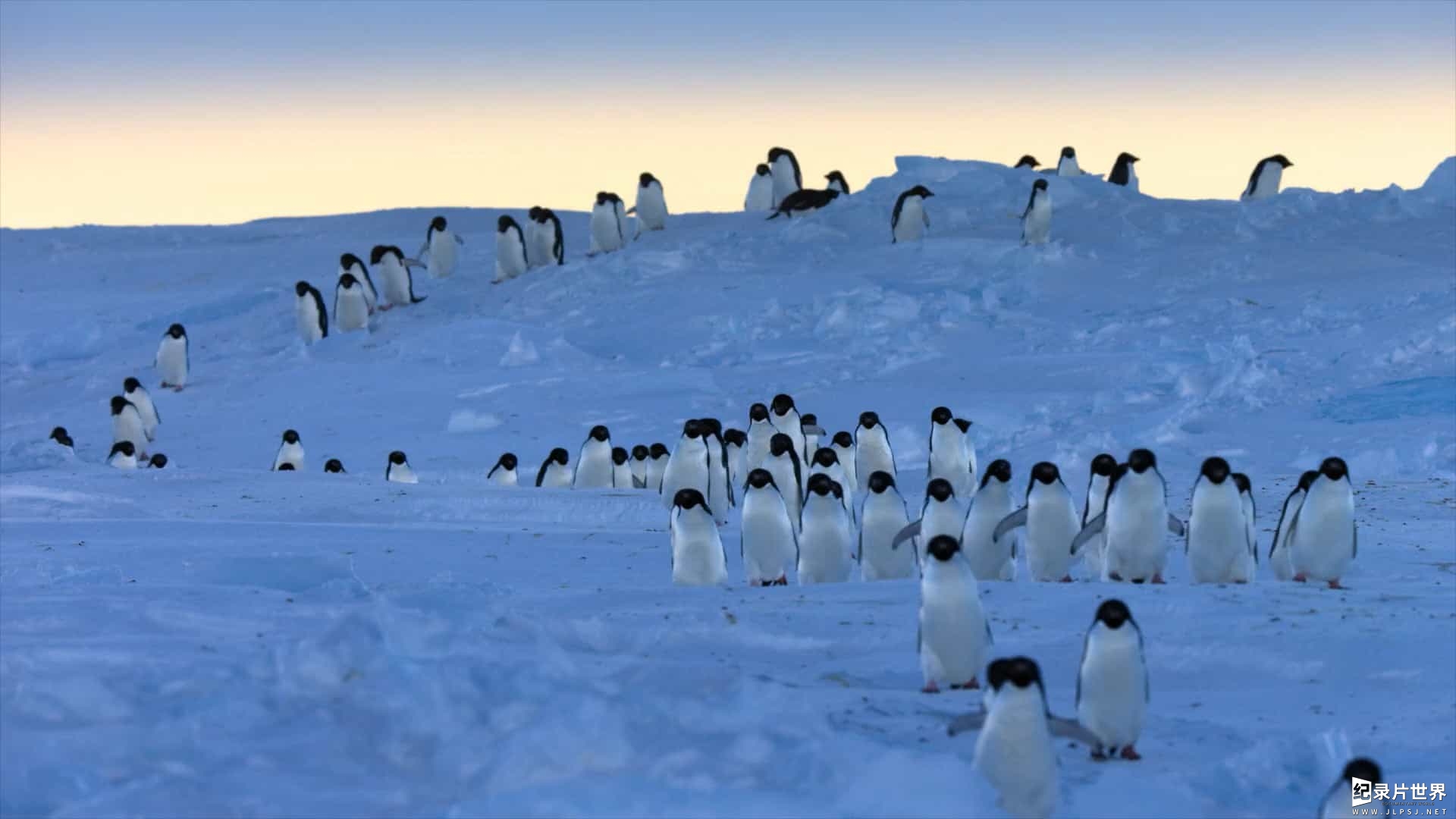 迪斯尼纪录片《企鹅/企鹅小萌萌 Penguins (2019)》英语中字 1