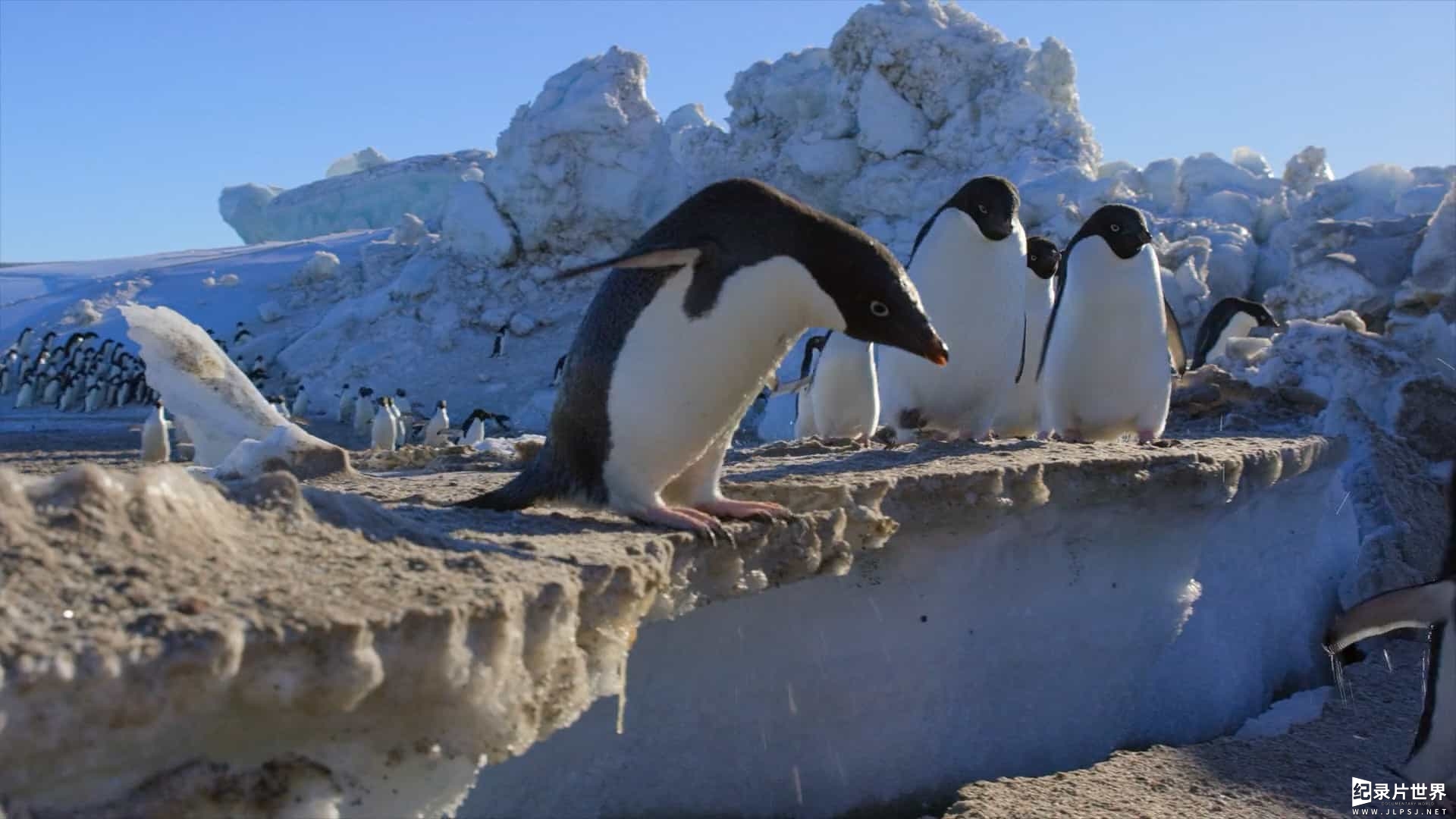 迪斯尼纪录片《企鹅/企鹅小萌萌 Penguins (2019)》英语中字 1