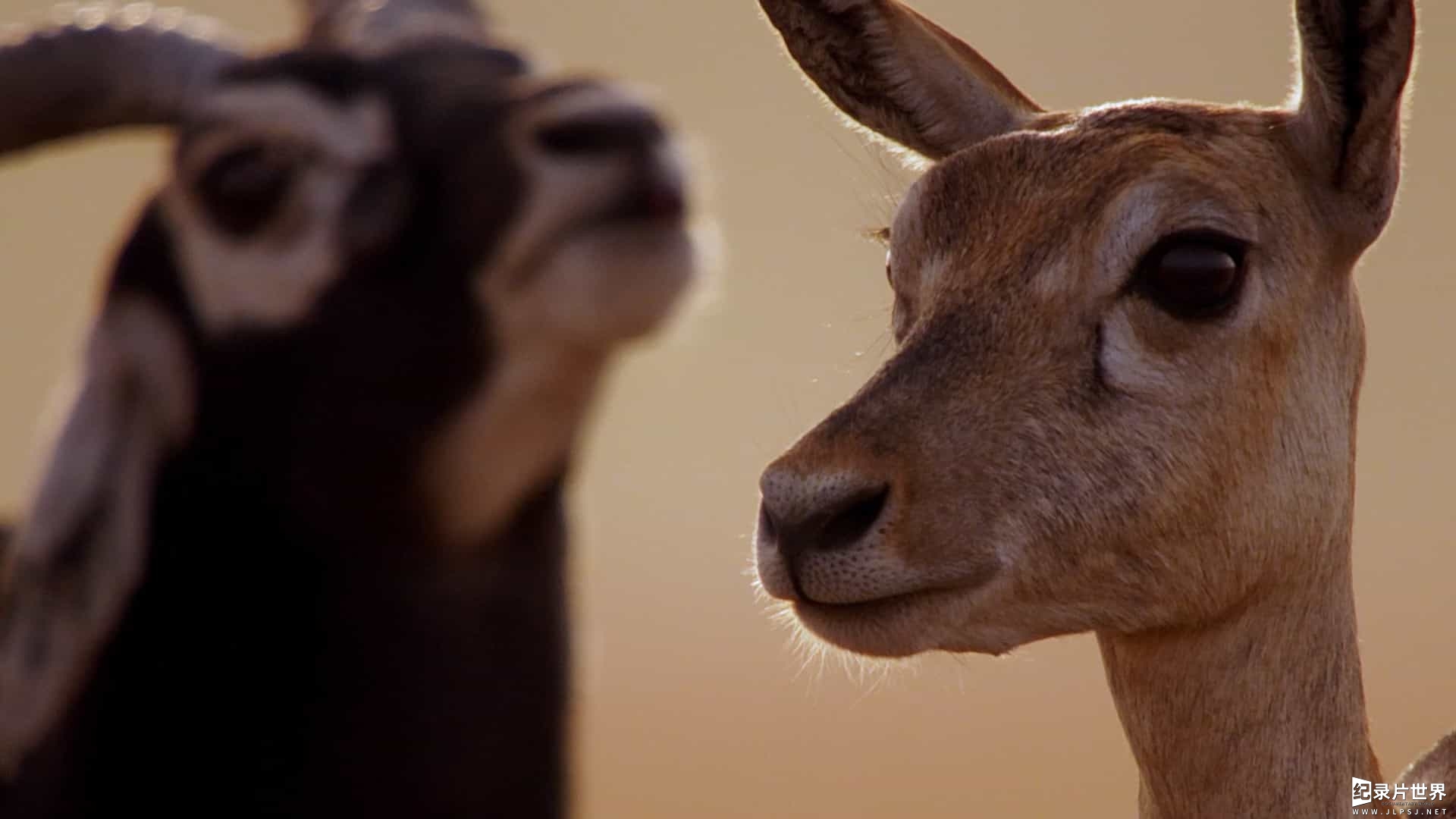 BBC纪录片/动物生命的故事《生命的故事 Life Story 2014》