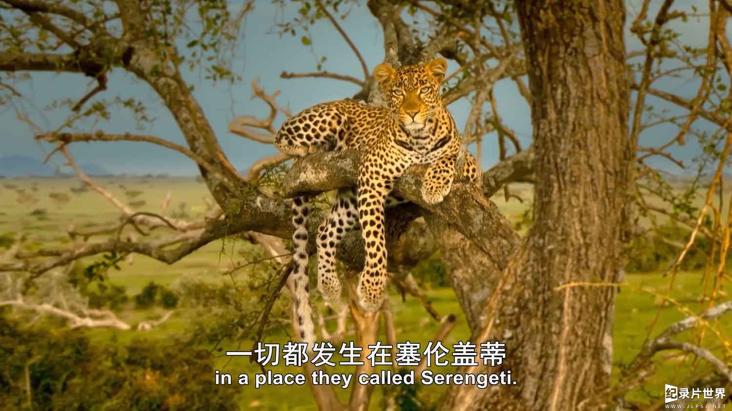 BBC纪录片《塞伦盖蒂 Serengeti 2019》第1-2季全12集 