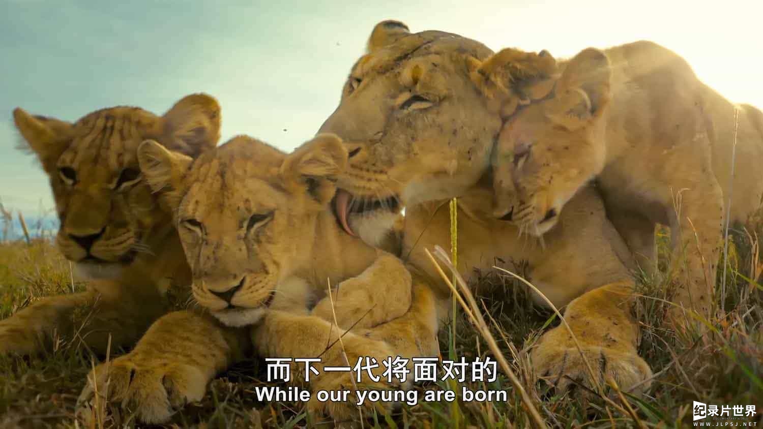 BBC纪录片《塞伦盖蒂 Serengeti 2019》第1-2季全12集 