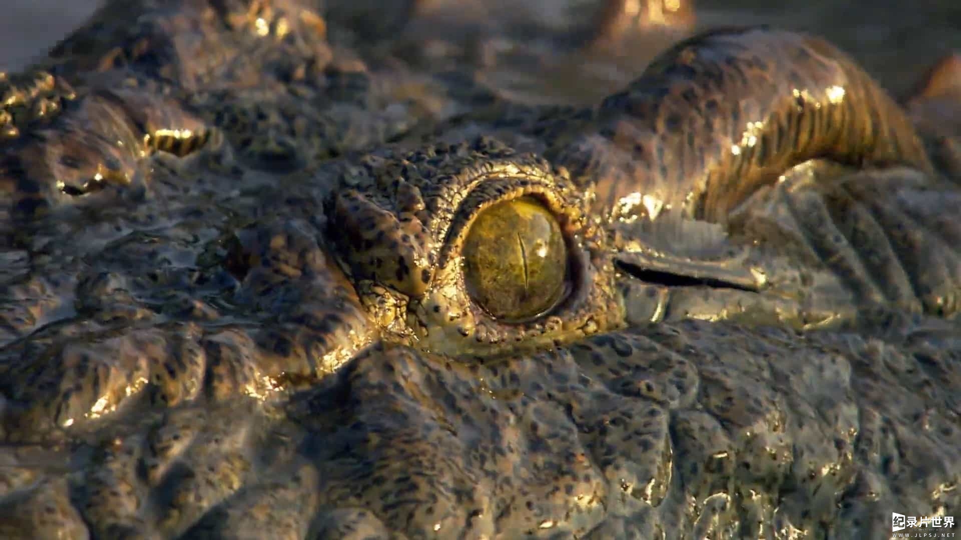 ZDF纪录片/鳄鱼不为人知的一面《鳄鱼—体贴杀手 Crocodiles Caring Killers 2012》全1集