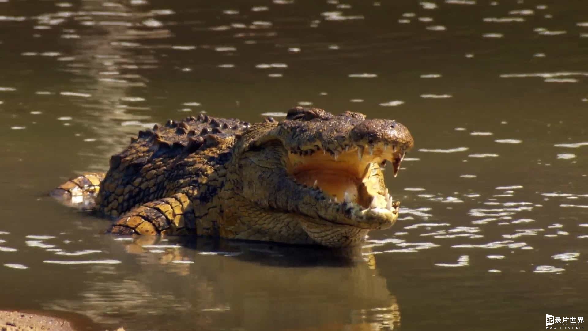 ZDF纪录片/鳄鱼不为人知的一面《鳄鱼—体贴杀手 Crocodiles Caring Killers 2012》全1集