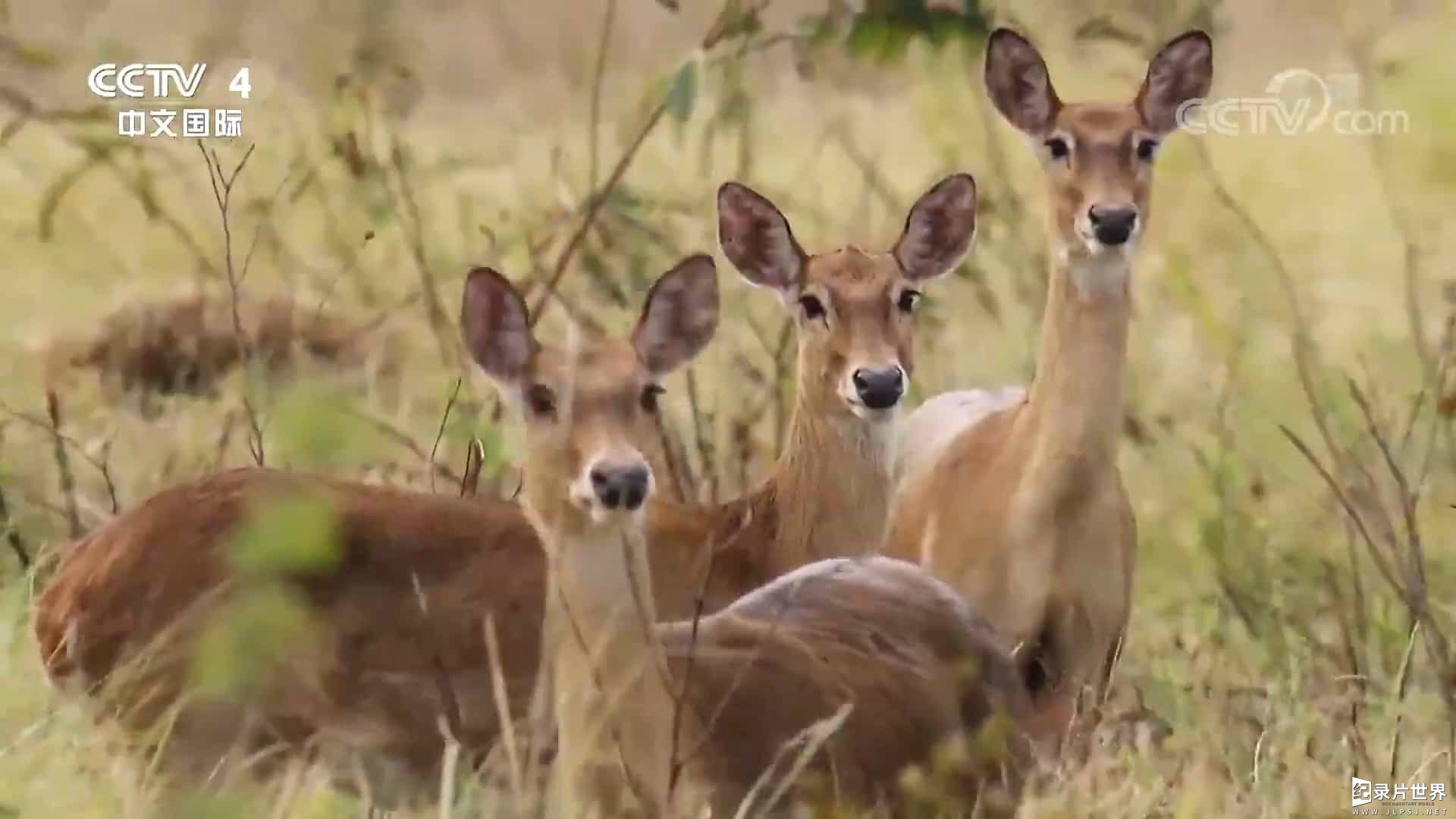 央视纪录片/自然人文之美《远方的家：国家自然保护地》全60