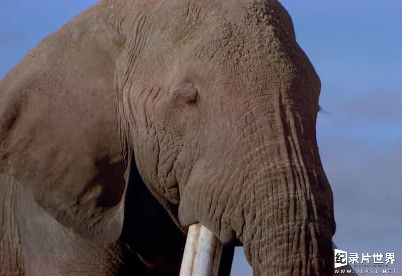 探索频道《非洲的大象王国 Africa's Elephant Kingdom 1998》全1集