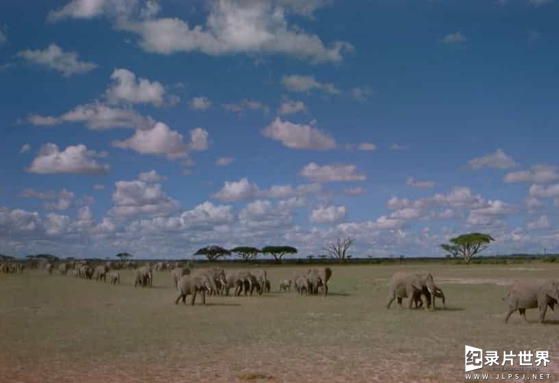 探索频道《非洲的大象王国 Africa's Elephant Kingdom 1998》全1集