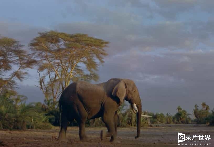 探索频道《非洲的大象王国 Africa's Elephant Kingdom 1998》全1集