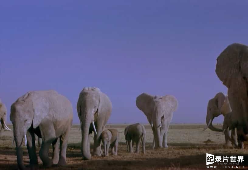 探索频道《非洲的大象王国 Africa's Elephant Kingdom 1998》全1集