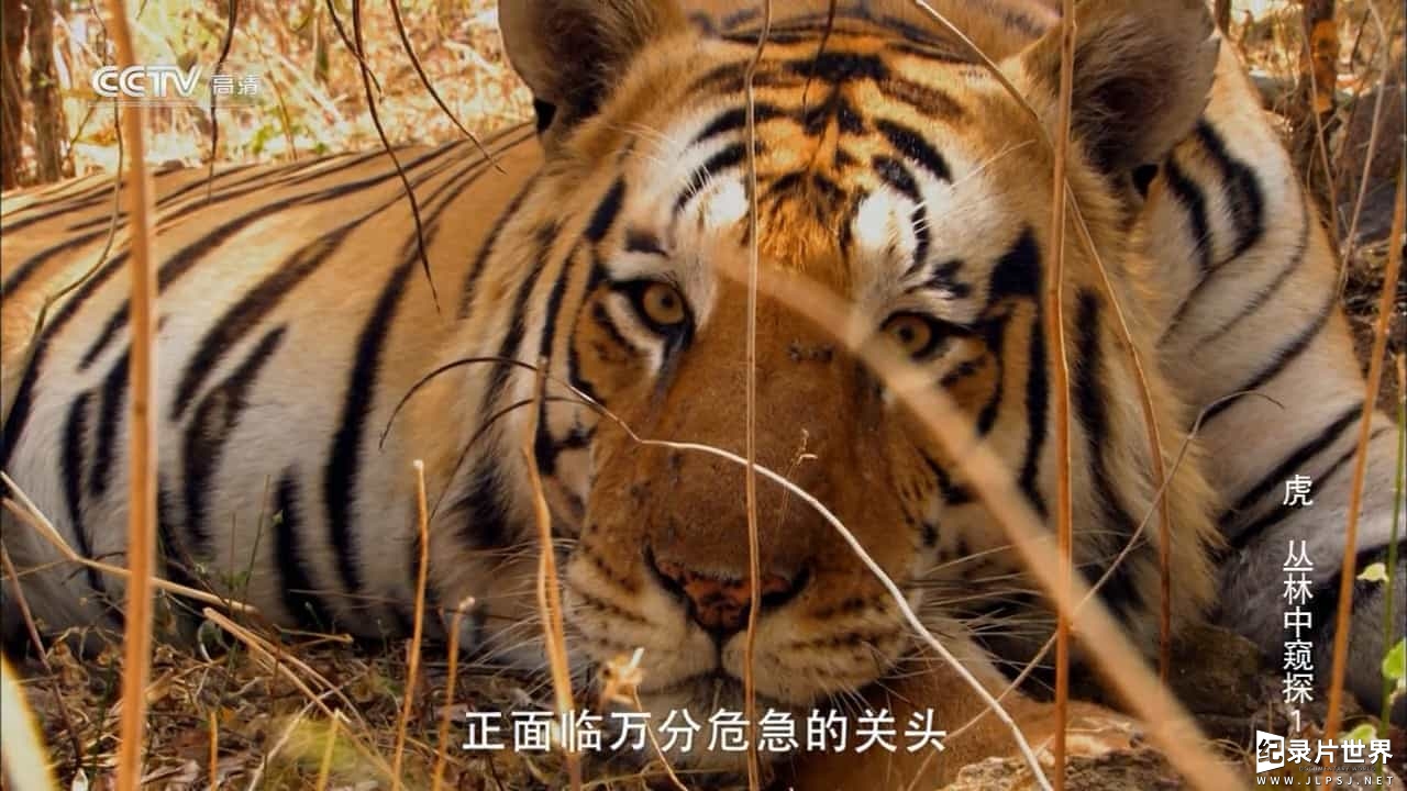 BBC纪录片/央视引进版《虎：丛林中窥探 Tiger - Spy in the Jungle 2008》全3集