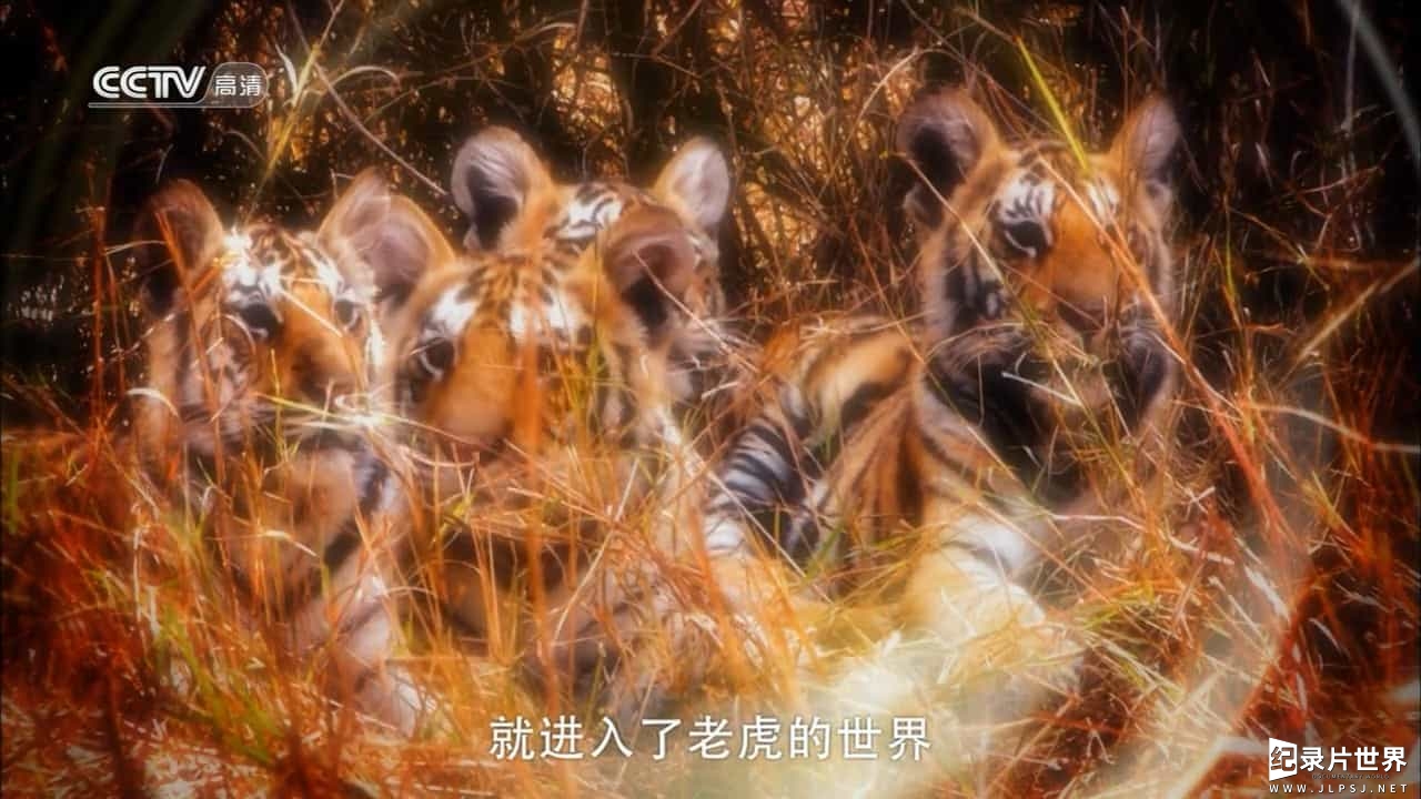 BBC纪录片/央视引进版《虎：丛林中窥探 Tiger - Spy in the Jungle 2008》全3集