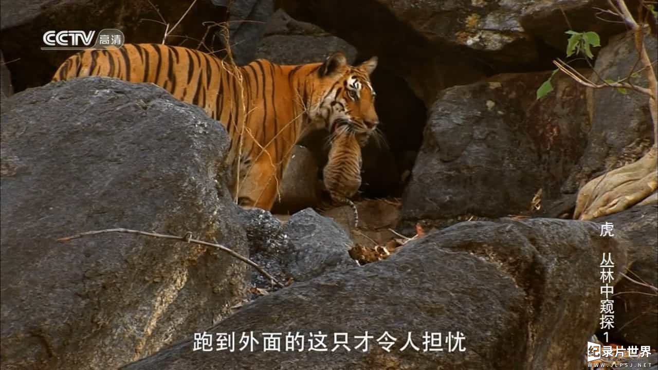 BBC纪录片/央视引进版《虎：丛林中窥探 Tiger - Spy in the Jungle 2008》全3集