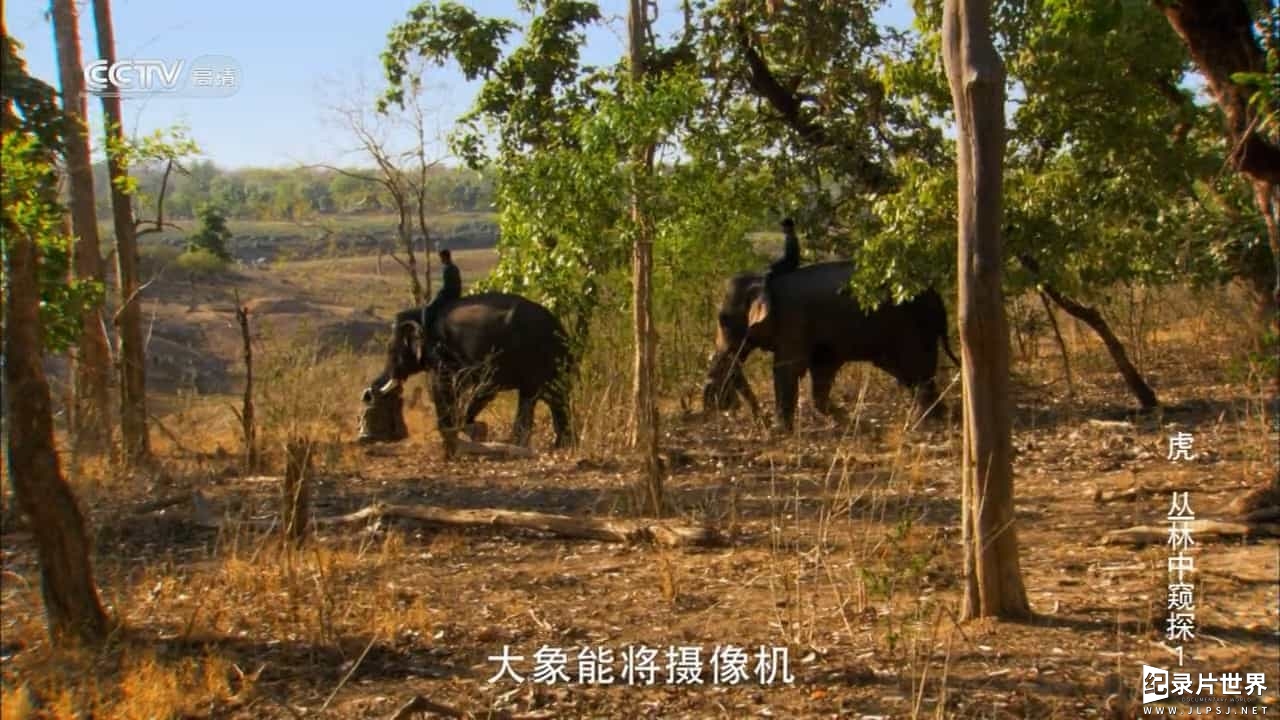 BBC纪录片/央视引进版《虎：丛林中窥探 Tiger - Spy in the Jungle 2008》全3集