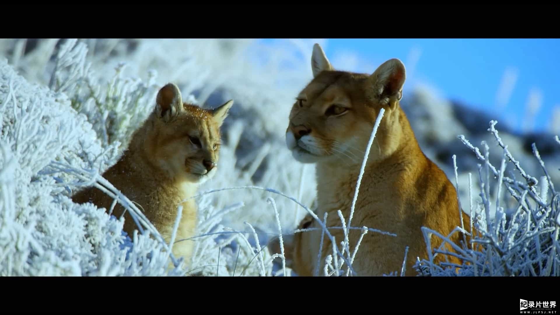 BBC纪录片/生物和人类的故事《山间的生命极限/极致山野/高山生命力/群山：云端生活 Mountain: Life at the Extreme》全3集