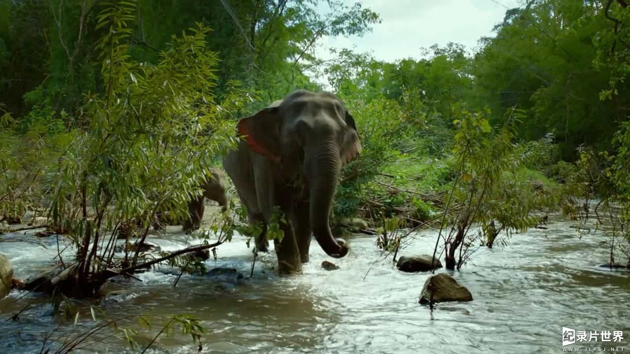 精选系列/BBC纪录片《泰国：地球上的赤道天堂 Thailand: Earth's Tropical Paradise》全3集