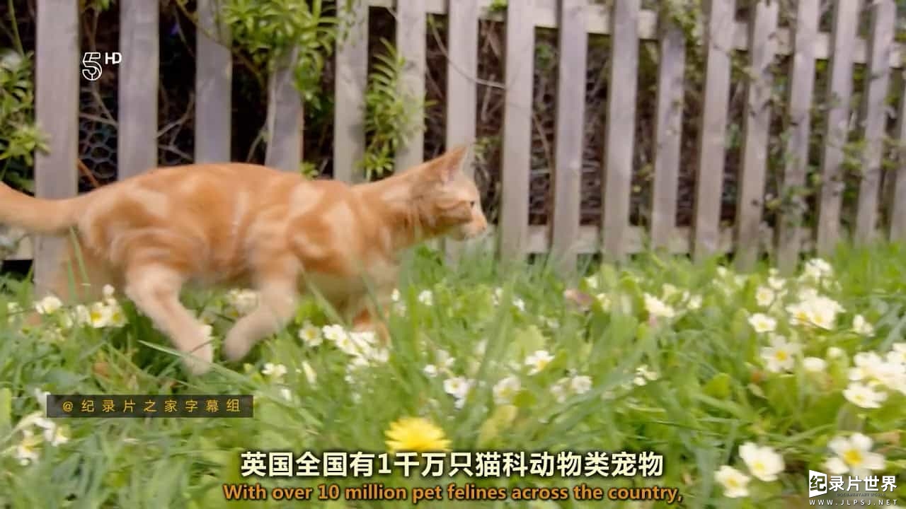 BBC纪录片《小喵的秘密 The Secret Life of Kittens 2016》第一季 全2集