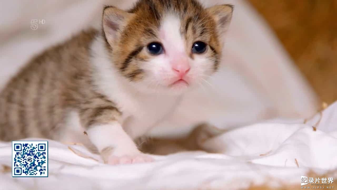 BBC纪录片《小喵的秘密 The Secret Life of Kittens 2016》第一季 全2集