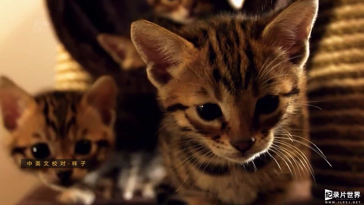 BBC纪录片《小喵的秘密 The Secret Life of Kittens 2016》第一季 全2集