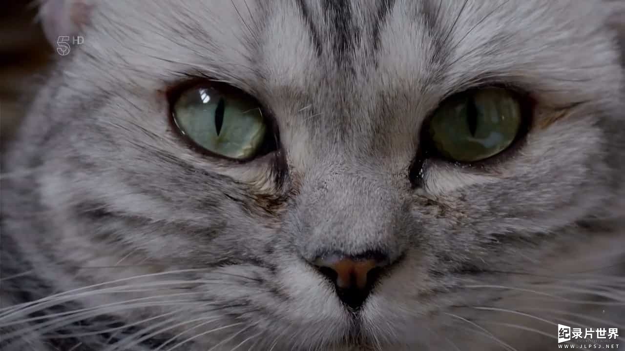 BBC纪录片《小喵的秘密 The Secret Life of Kittens 2016》第一季 全2集