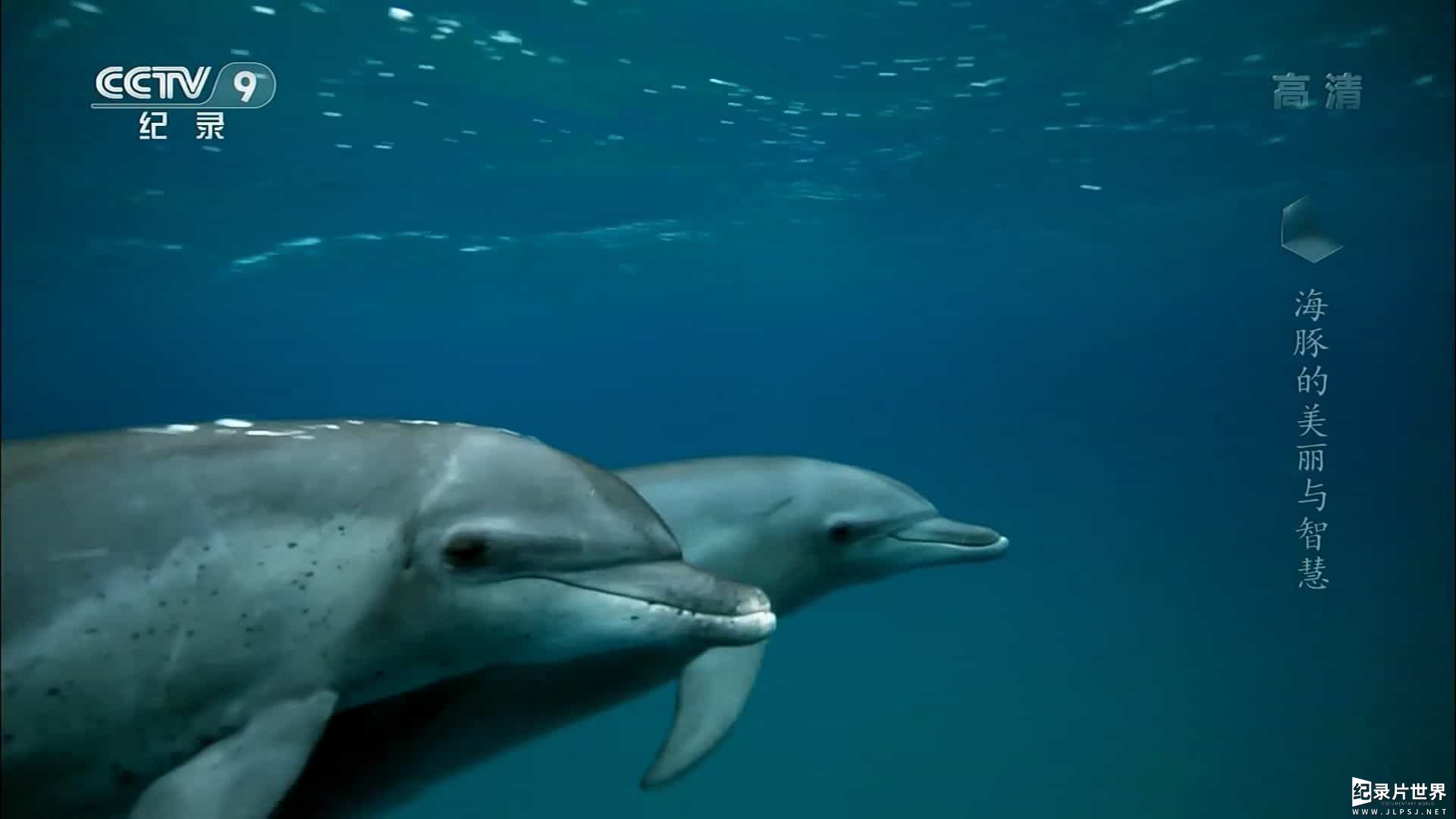 央视纪录片《海豚的美丽与智慧 Dolphins: Beauty Before Brains 2011》全1集