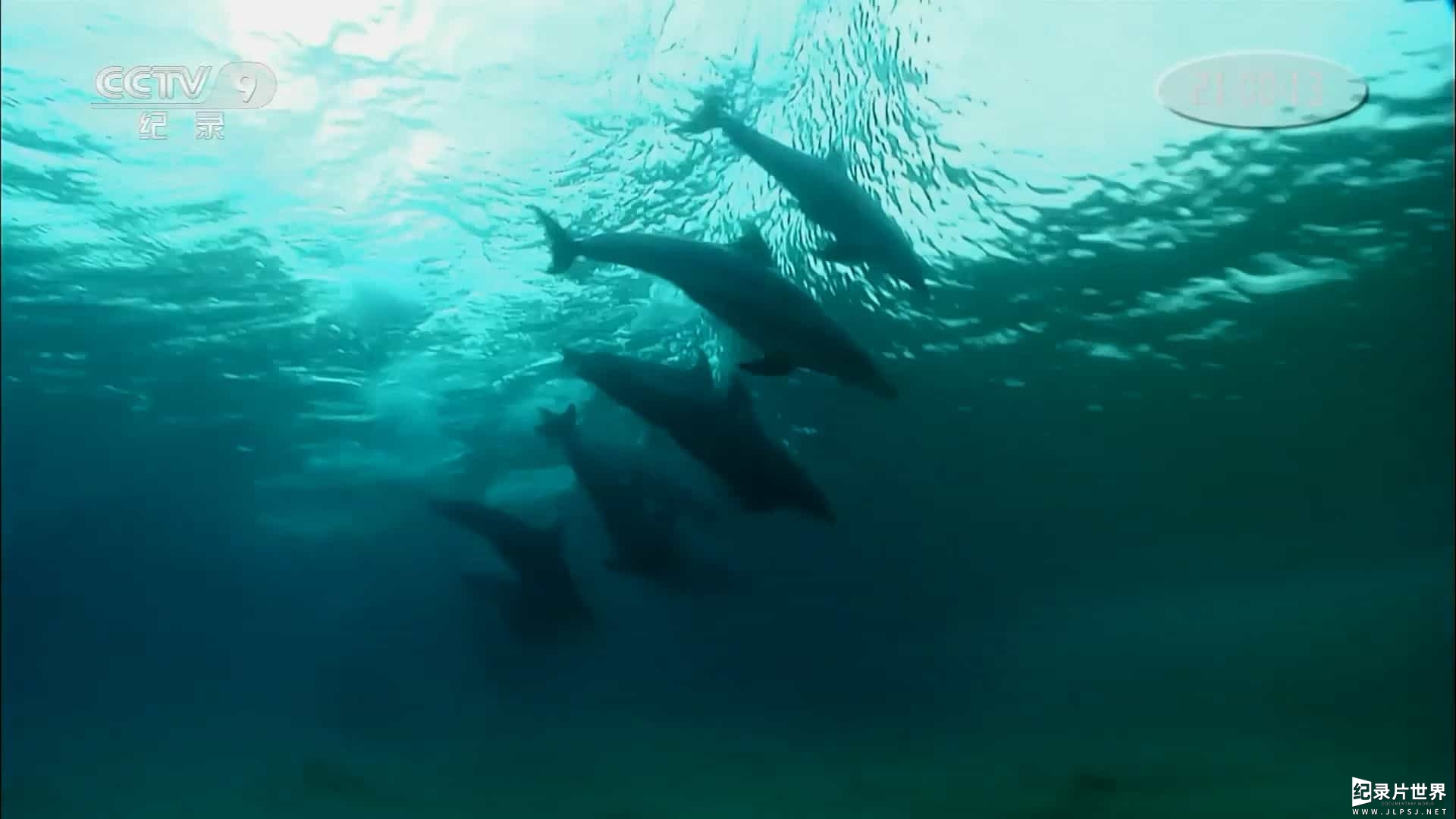 央视纪录片《海豚的美丽与智慧 Dolphins: Beauty Before Brains 2011》全1集
