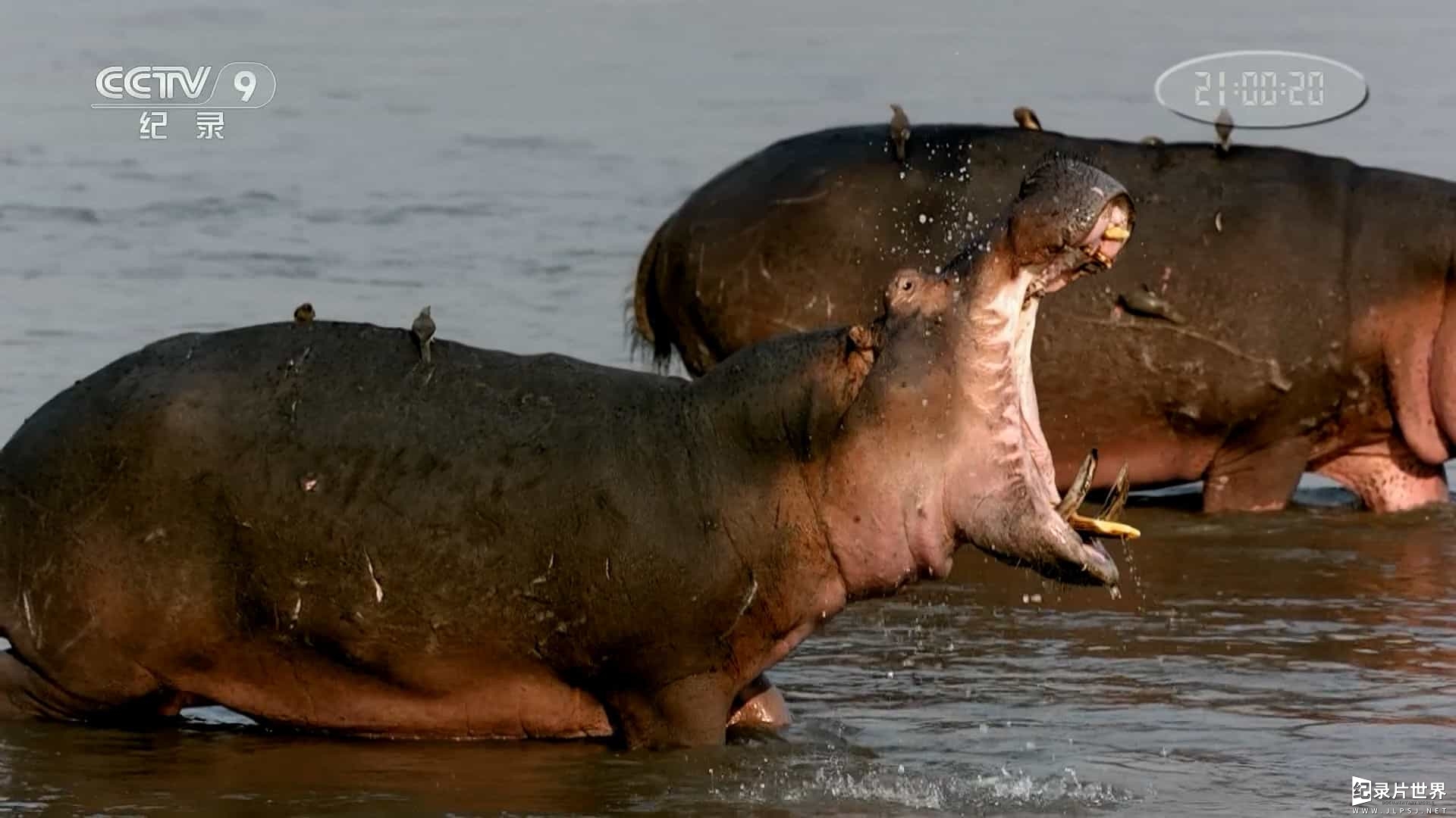 央视纪录片《夜幕下的河马 Hippos After Dark 2015》全1集