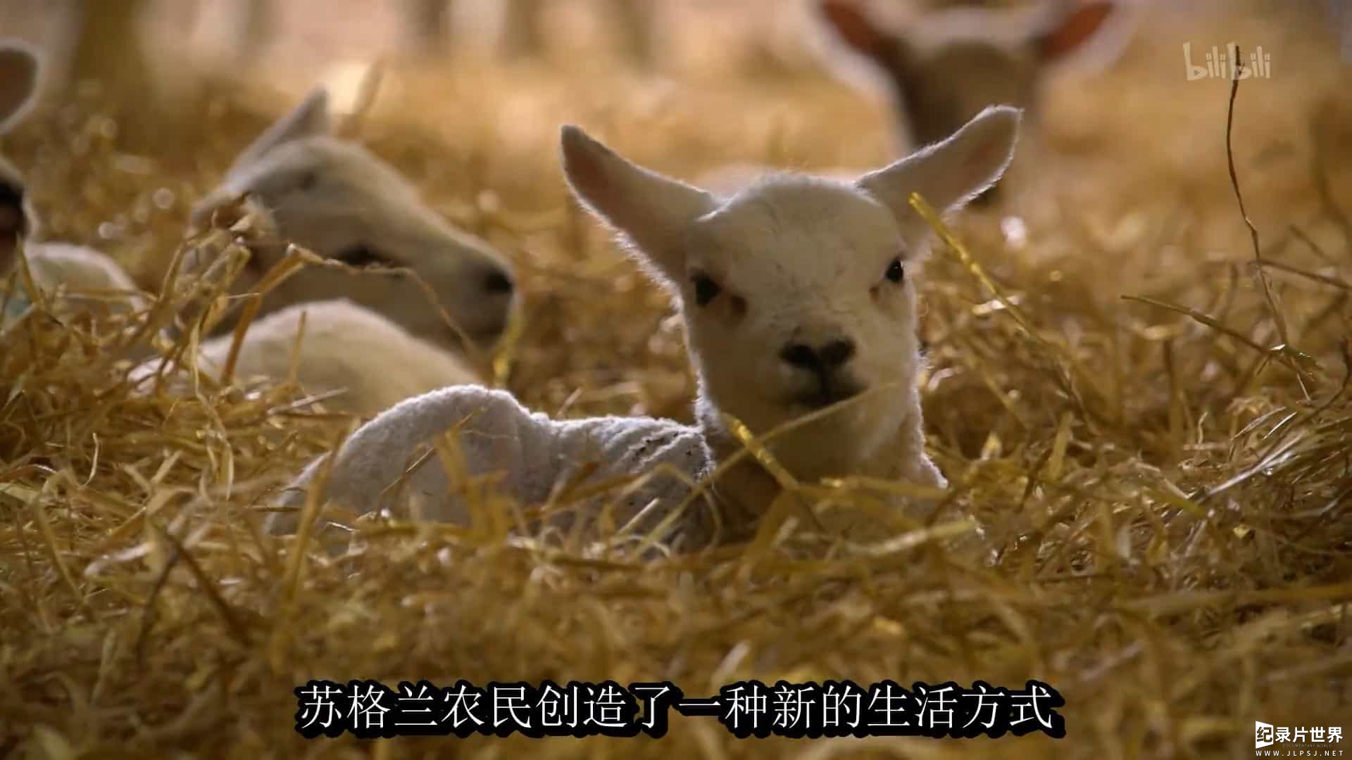 BBC纪录片/英国最美乡村生活《农耕生活 This Farming Life》全12集
