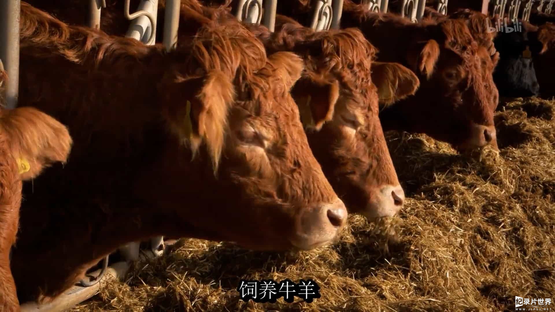 BBC纪录片/英国最美乡村生活《农耕生活 This Farming Life》全12集