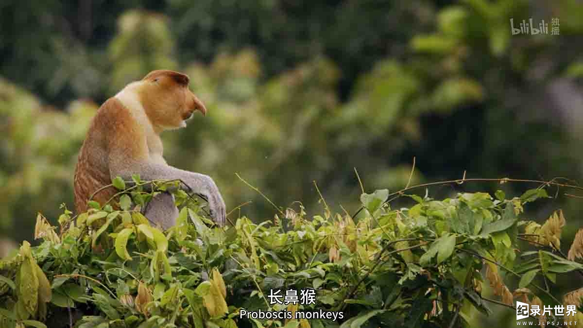 aBBC纪录片/人类未踏足土地的奥秘《伊甸园 最后的秘境 Eden: Untamed Planet 2021》全6集