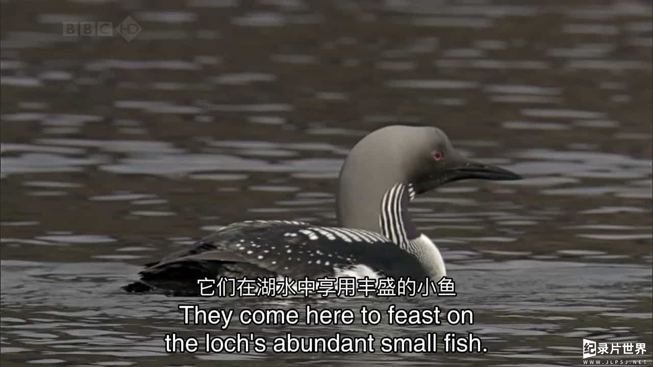 BBC纪录片《自然世界：苏格兰高地栖息地 Natural World: A Highland Haven》全1集