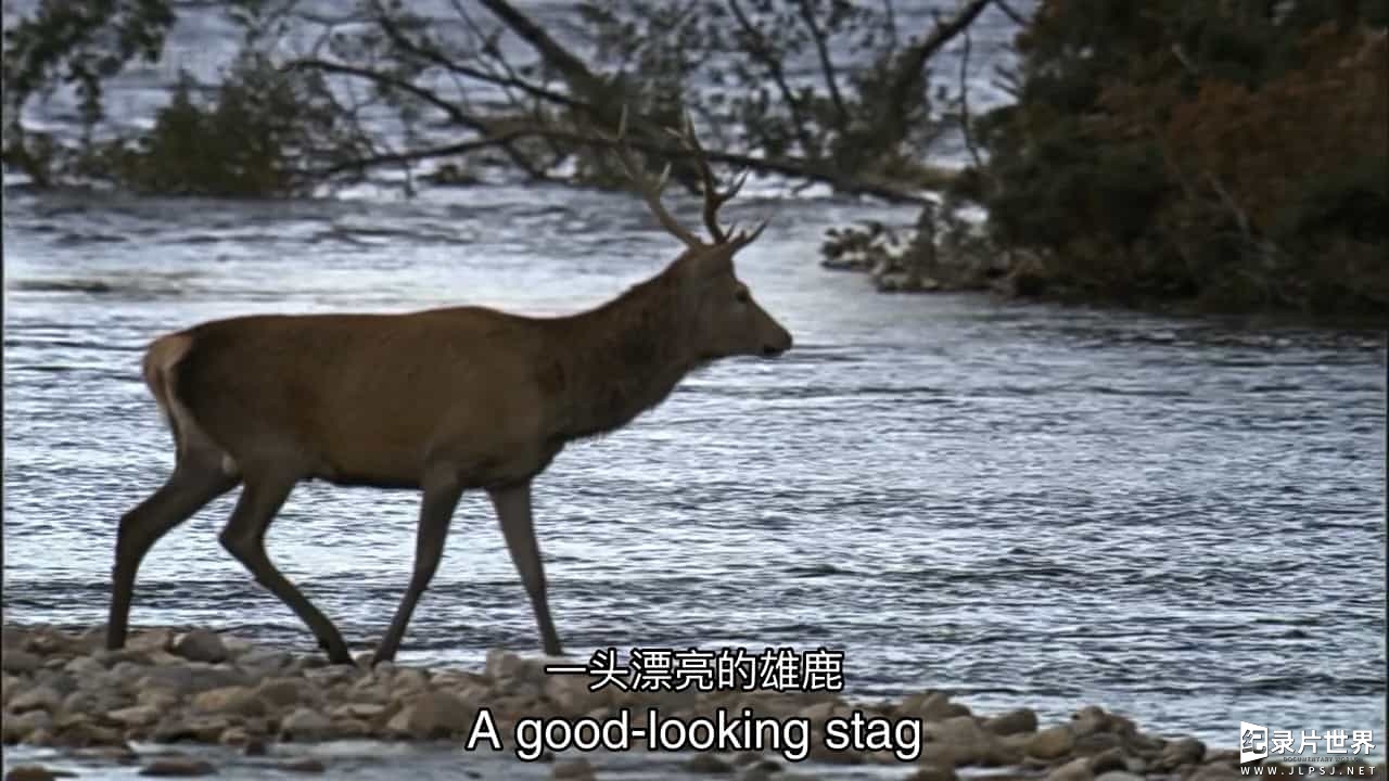 BBC纪录片《自然世界：苏格兰高地栖息地 Natural World: A Highland Haven》全1集