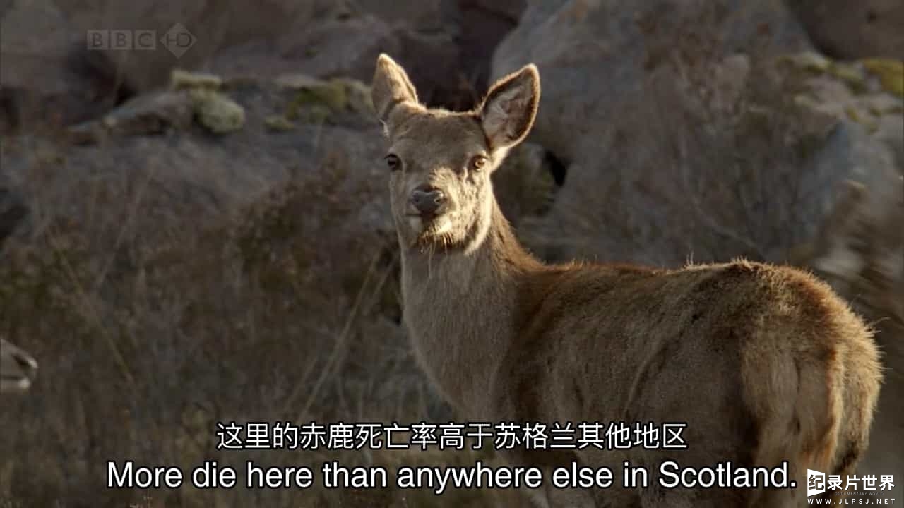 BBC纪录片《自然世界：苏格兰高地栖息地 Natural World: A Highland Haven》全1集