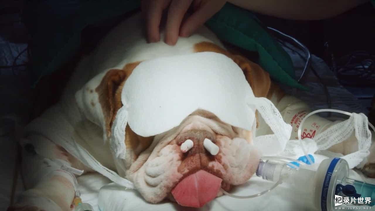 BBC纪录片/斗牛犬背后的故事《拯救英国斗牛犬 Saving the British Bulldog 2017》全1集