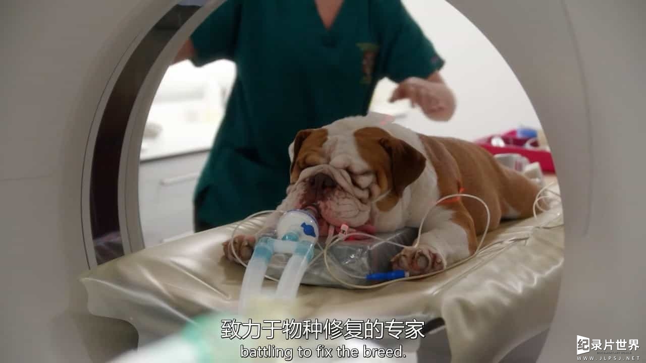 BBC纪录片/斗牛犬背后的故事《拯救英国斗牛犬 Saving the British Bulldog 2017》全1集