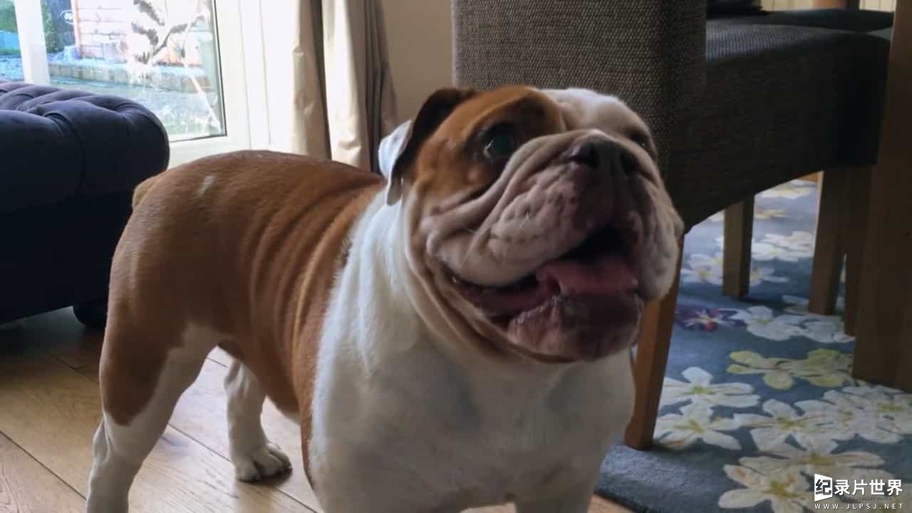 BBC纪录片/斗牛犬背后的故事《拯救英国斗牛犬 Saving the British Bulldog 2017》全1集