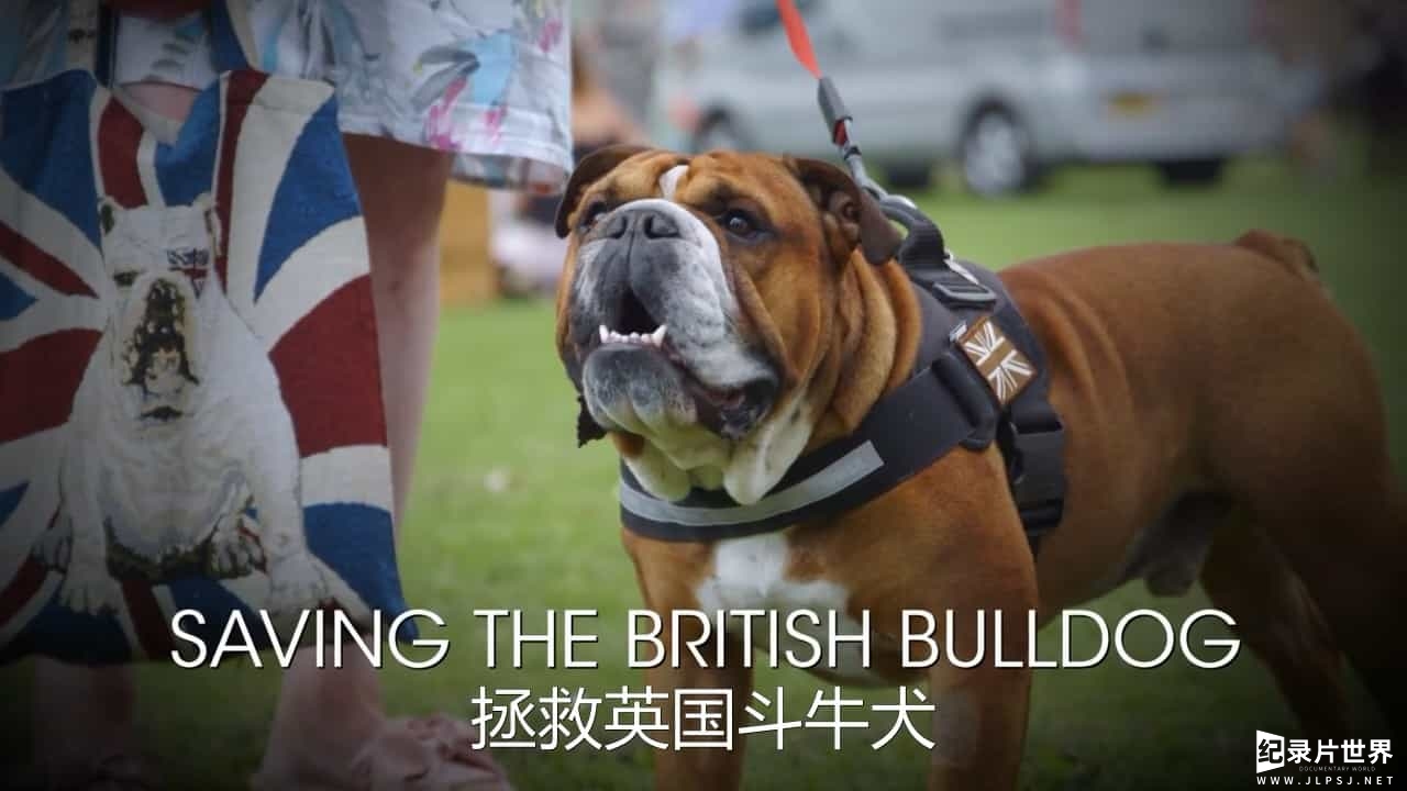BBC纪录片/斗牛犬背后的故事《拯救英国斗牛犬 Saving the British Bulldog 2017》全1集