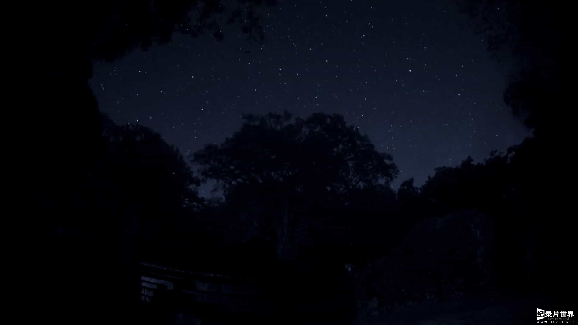 BBC纪录片《夜行动物探秘/黑暗中的自然界 The Dark: Nature's Nighttime World 2012》全3集 