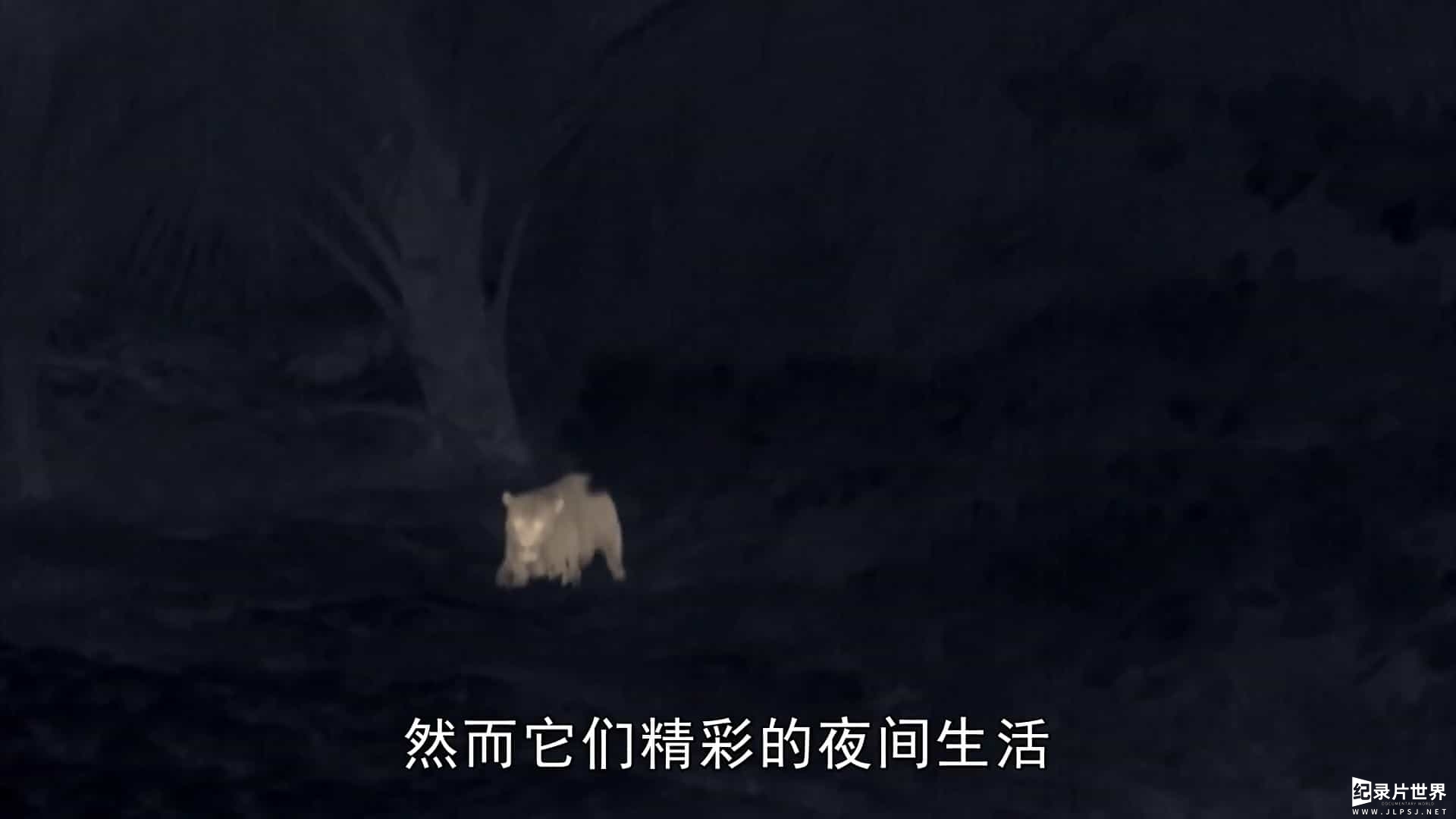 BBC纪录片《夜行动物探秘/黑暗中的自然界 The Dark: Nature's Nighttime World 2012》全3集 