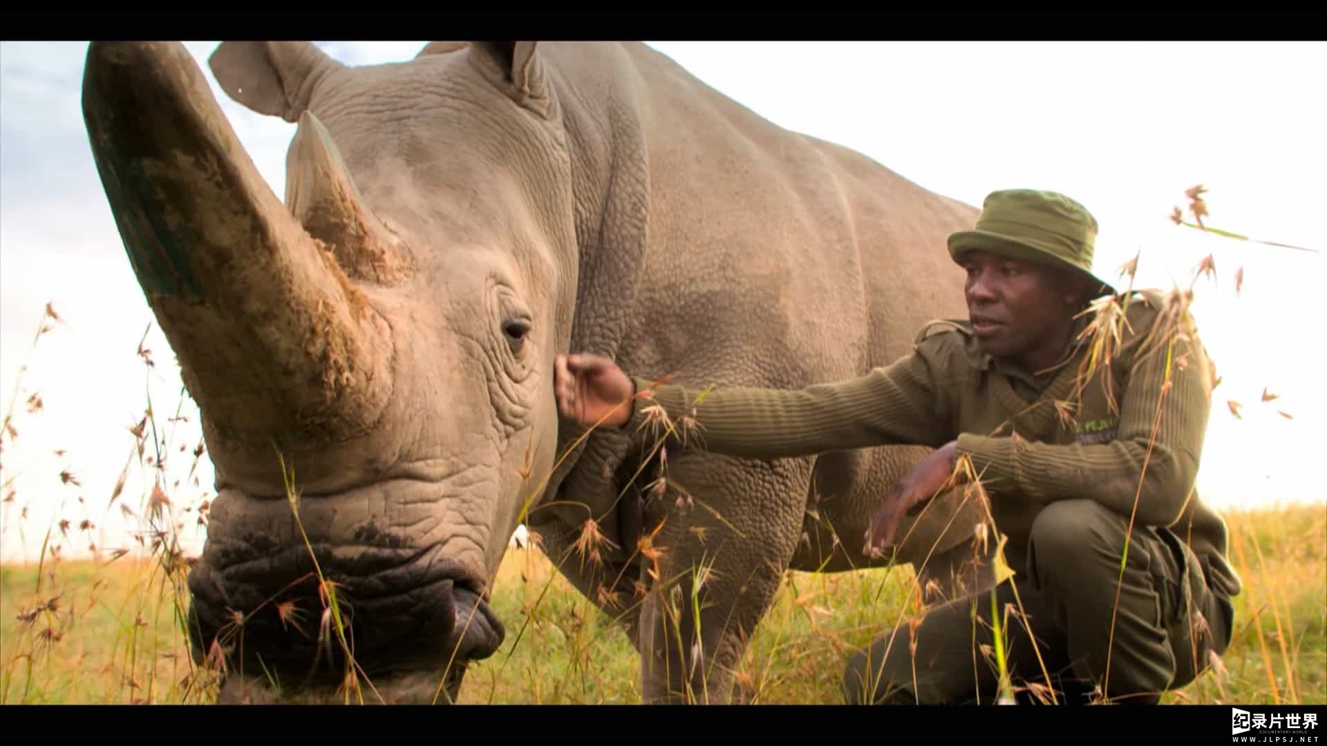 BBC纪录片/生态保护纪录片《灭绝：真相/灭绝的真相 Extinction: The Facts 2020》全1集