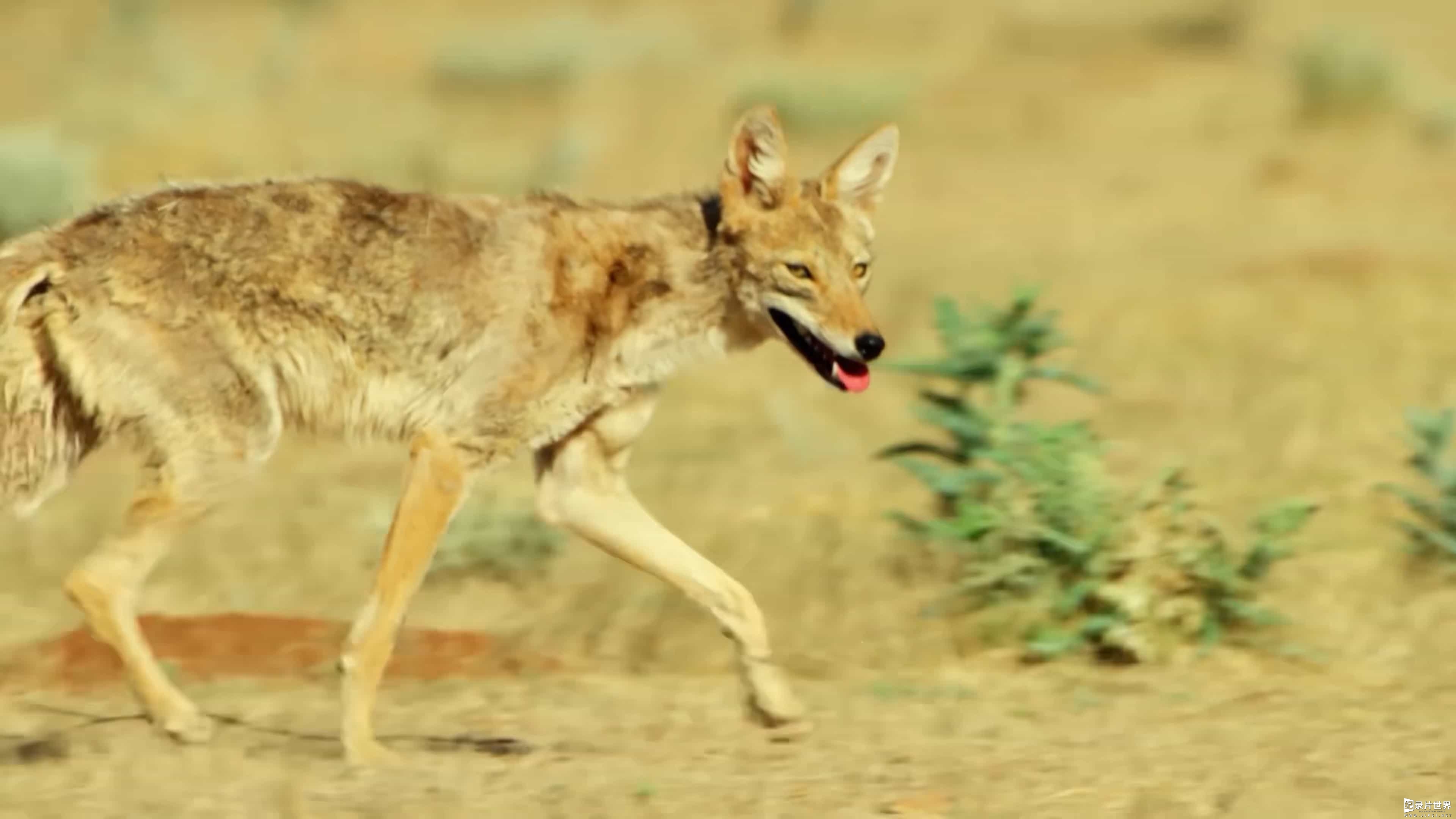 精选系列/BBC纪录片《野性墨西哥 Wild Mexico 2013》全3集