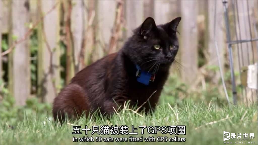 BBC纪录片/地平线系列《小猫日记 Little Cat Diaries》全1集 